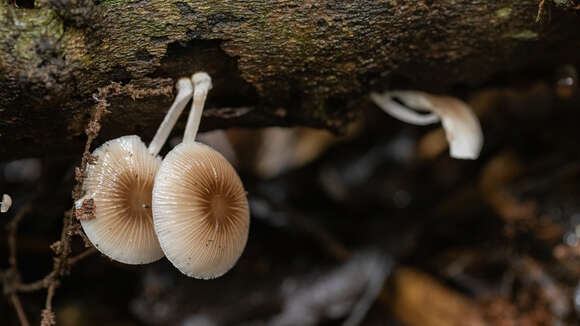 Image of Tricholoma margarita (Murrill) Murrill 1940