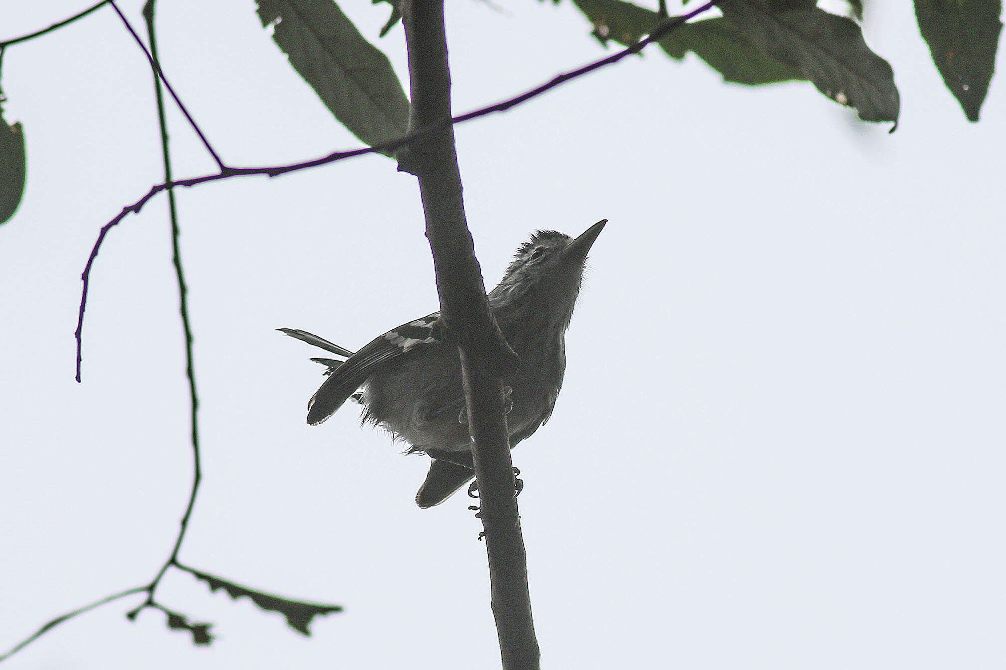 Слика од Herpsilochmus longirostris Pelzeln 1868