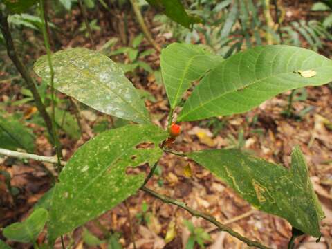 Image of Sorocea affinis Hemsl.