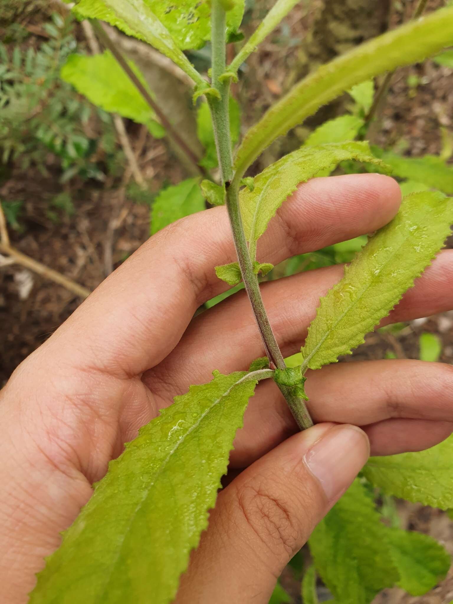 Image de Saule Pédicellé