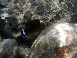 Image of Golden Butterflyfish