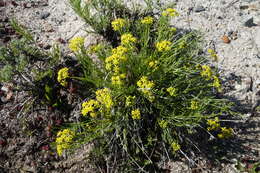 Imagem de Lomatium nuttallii (A. Gray) Macbr.