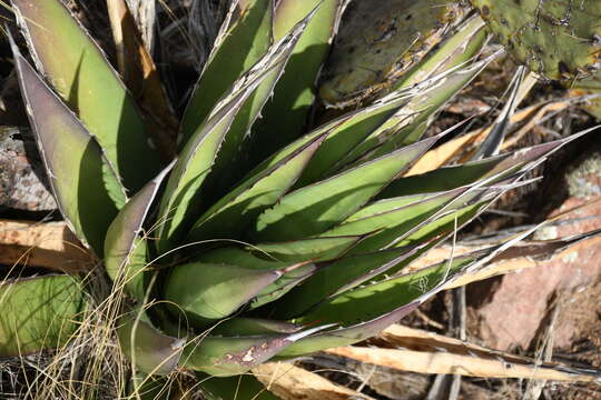 Agave glomeruliflora (Engelm.) A. Berger的圖片