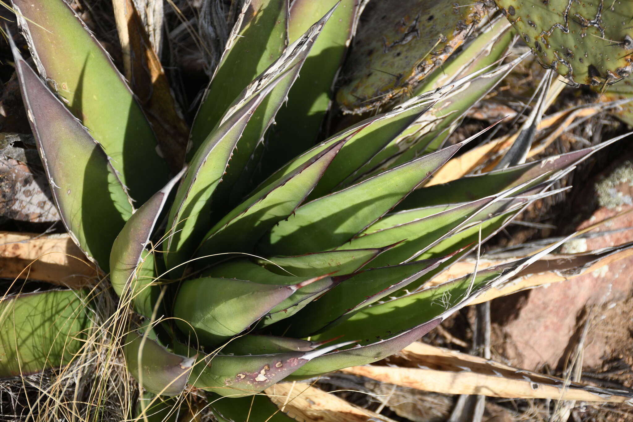 Слика од Agave glomeruliflora (Engelm.) A. Berger