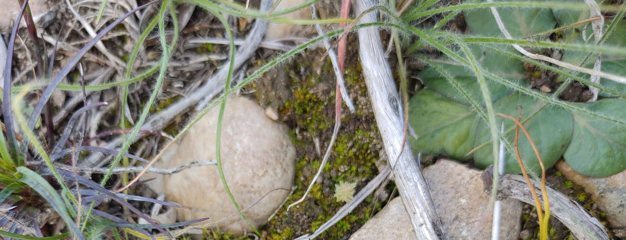 Image of Hypoxis floccosa Baker