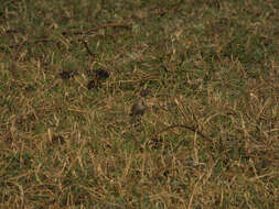 Image of African Pipit