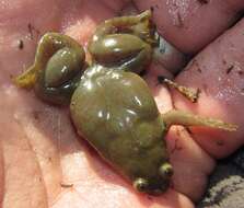 Image of Muller's clawed frog