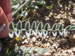 Image of widow's milkvetch