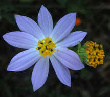 Image of Cosmos pacificus T. E. Melchert