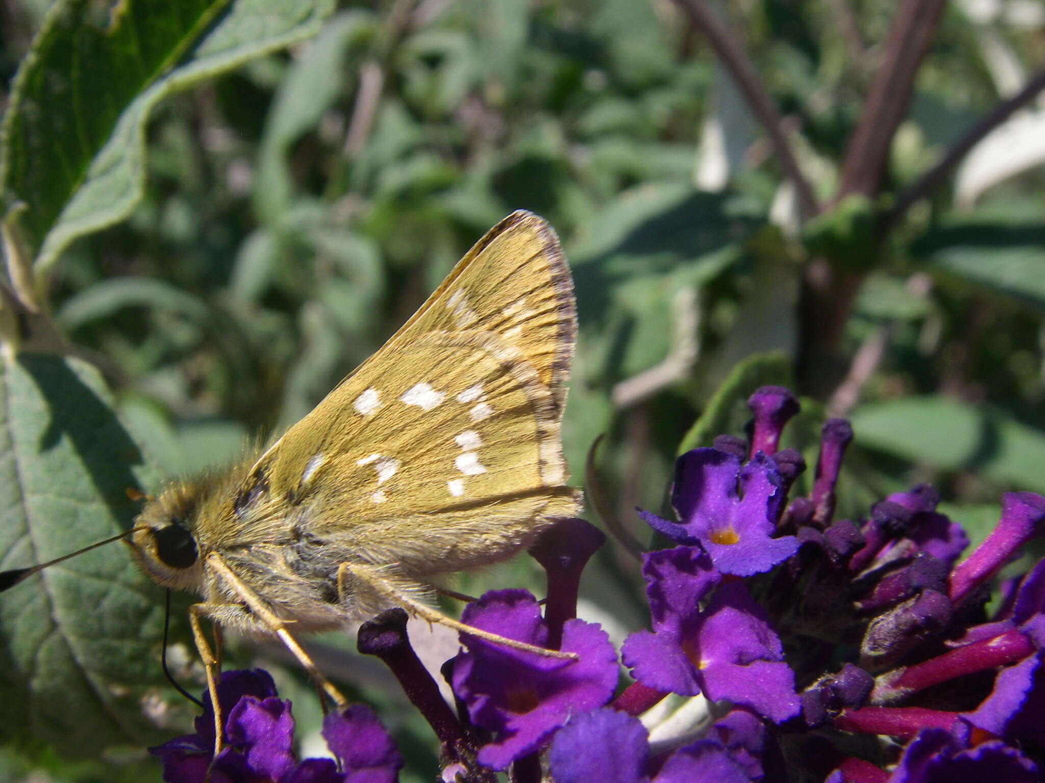 Image of Common Branded Skipper