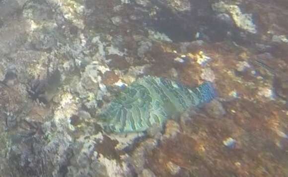 Image of Giant Hawkfish