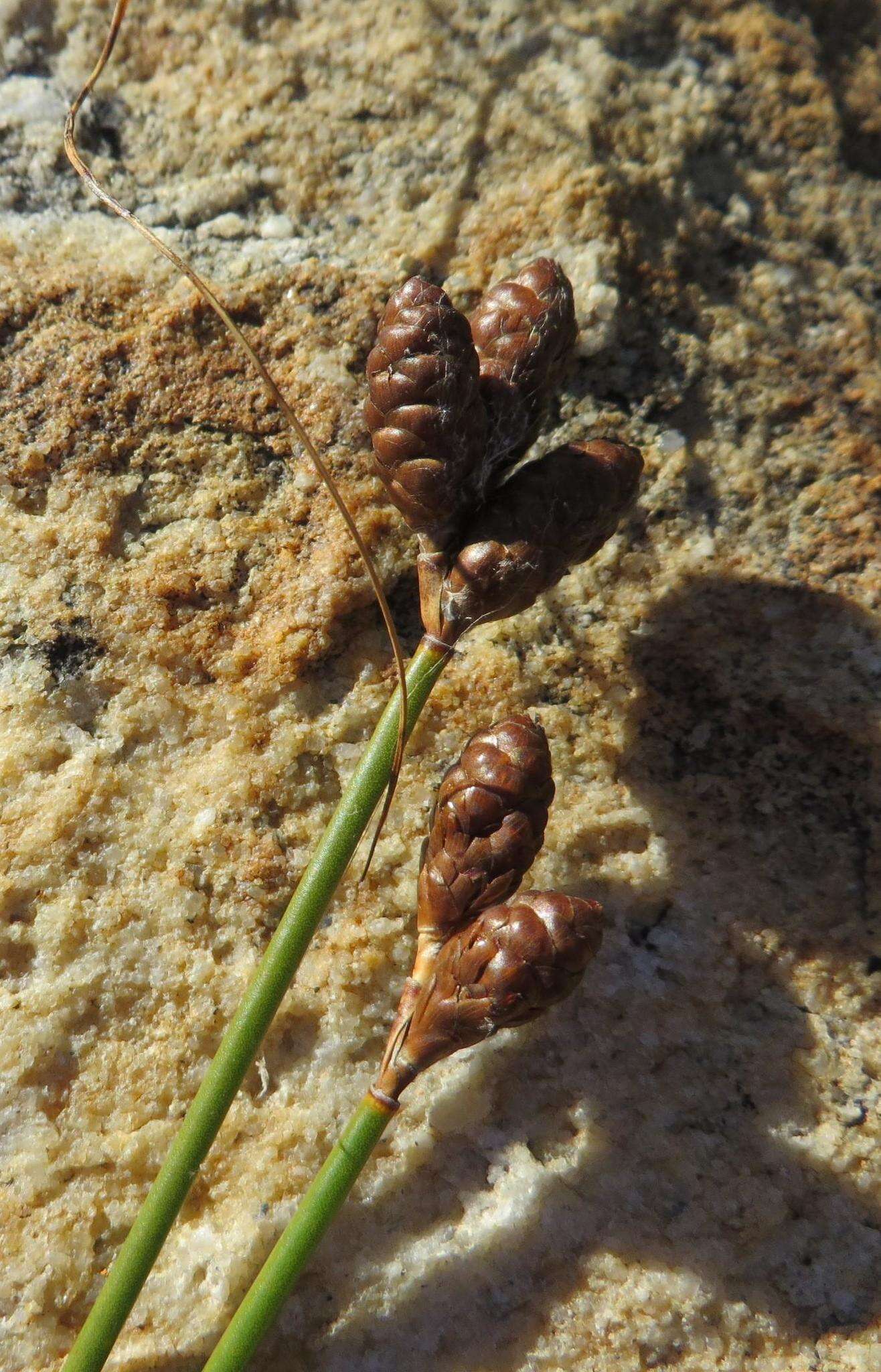 Nevillea obtusissimus (Steud.) H. P. Linder的圖片