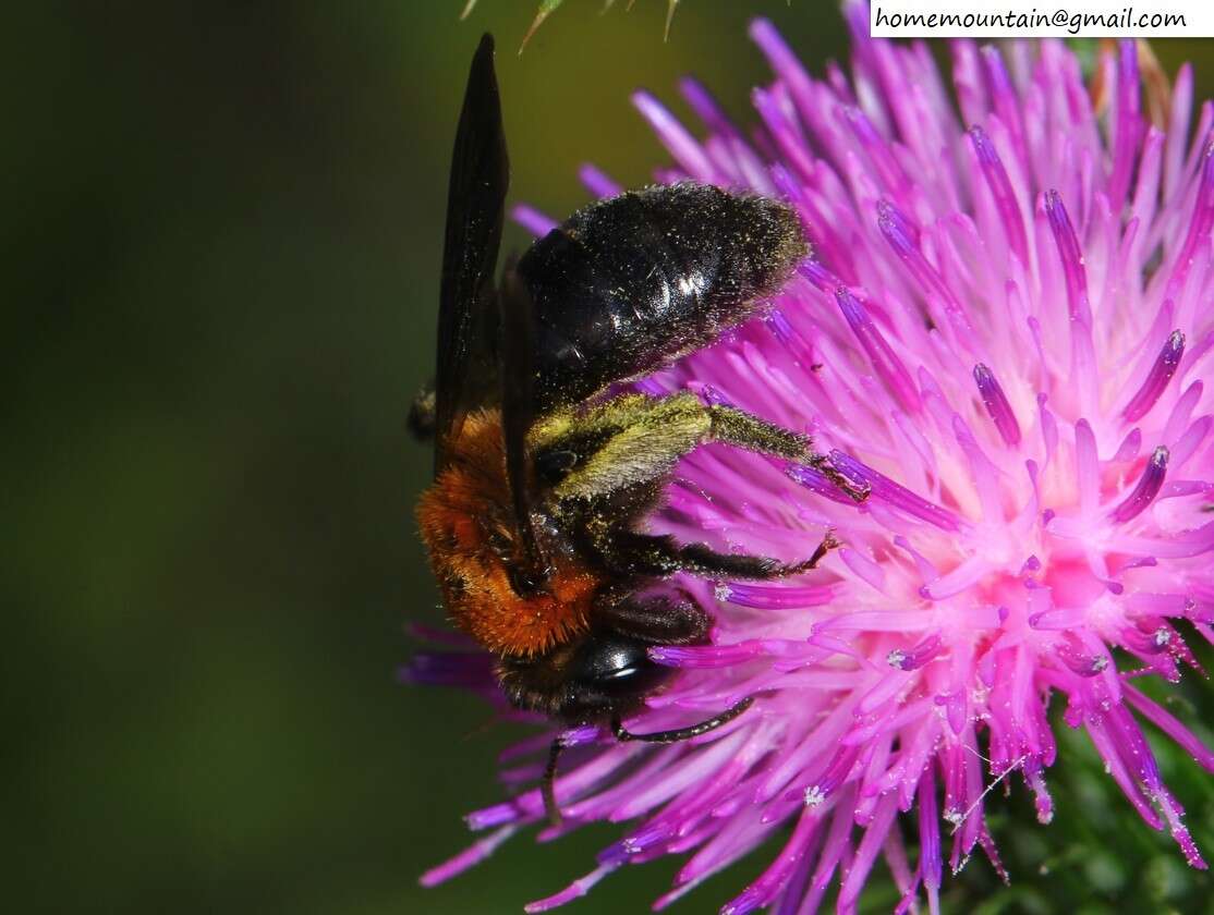 Imagem de Andrena thoracica (Fabricius 1775)