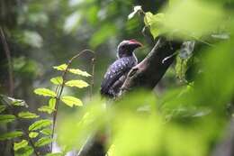 Image of Black Dwarf Hornbill