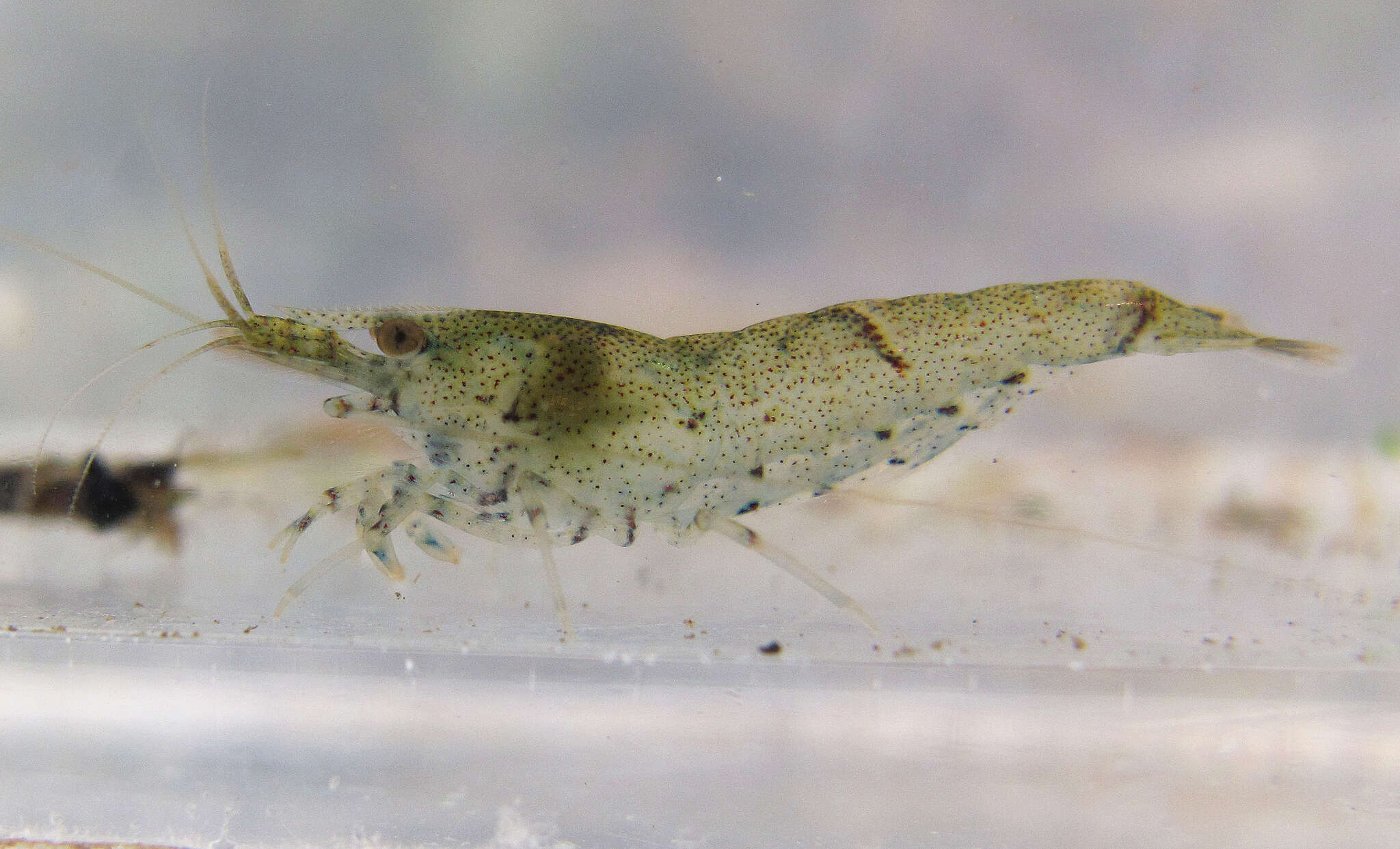 Image of <i>Neocaridina palmata</i>