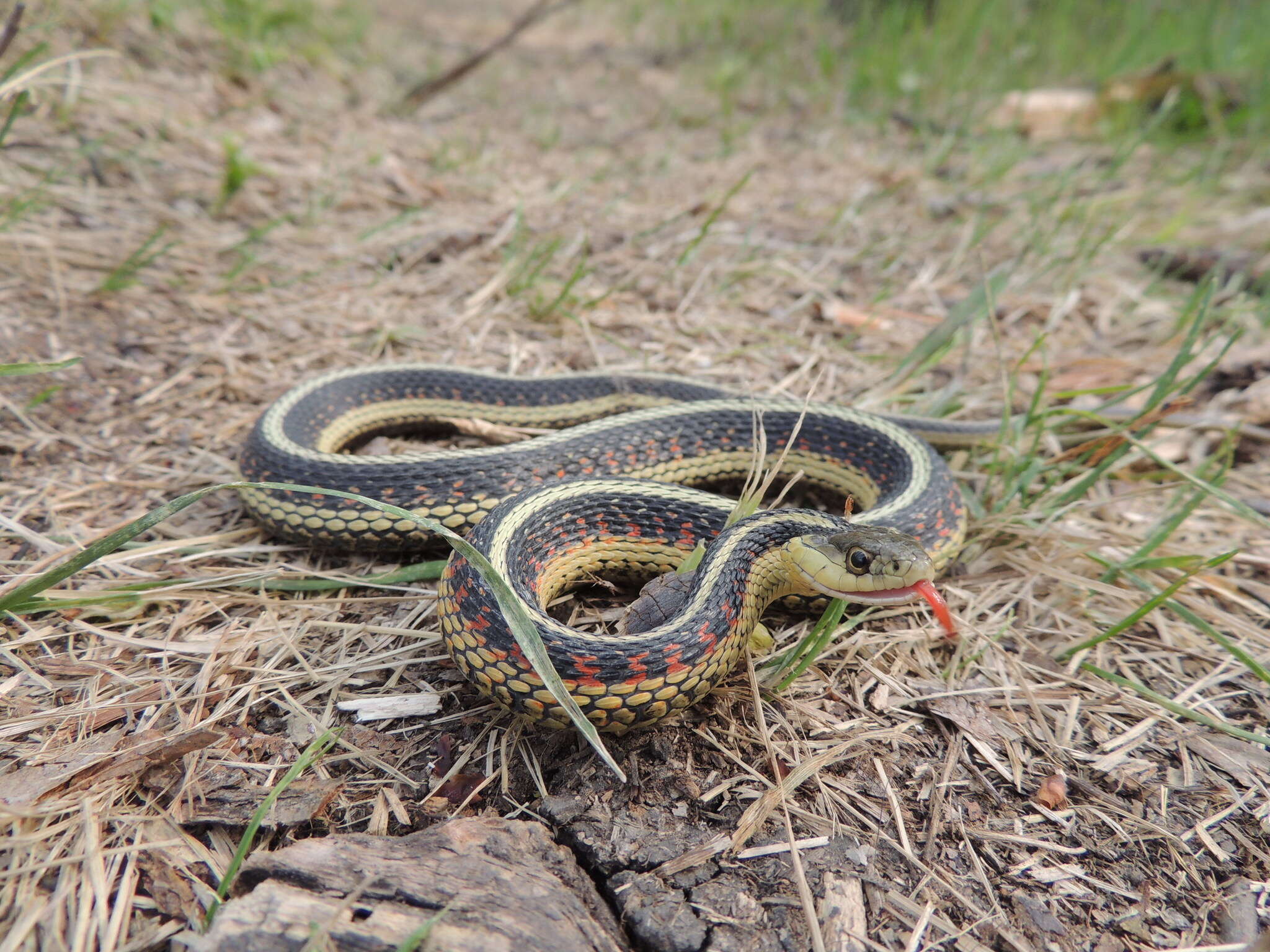 Sivun Thamnophis sirtalis parietalis (Say ex James 1823) kuva