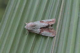 Image of Stauropides persimilis Hampson 1909