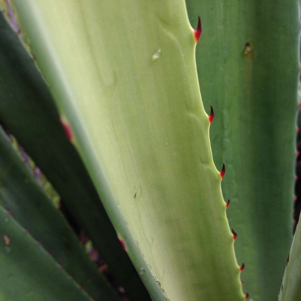 Слика од Agave vivipara L.