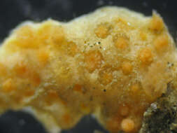 Image of rough-skinned soft coral