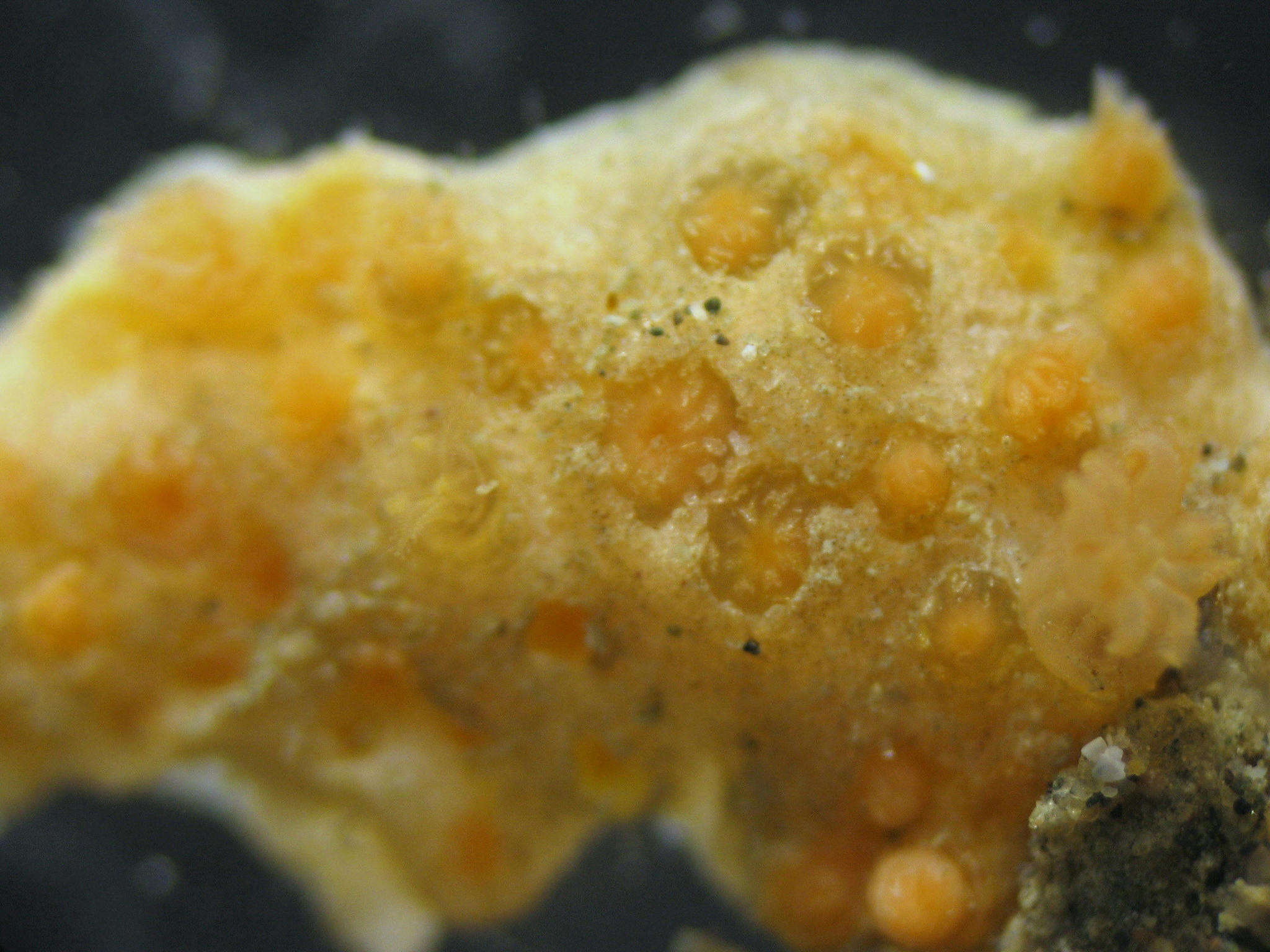 Image of rough-skinned soft coral