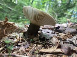 Image of Lactarius gerardii Peck 1873