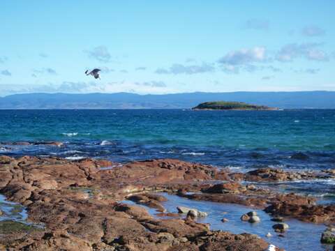 Image of Pacific Gull