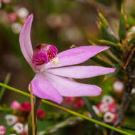 Image of Ornate pink fingers