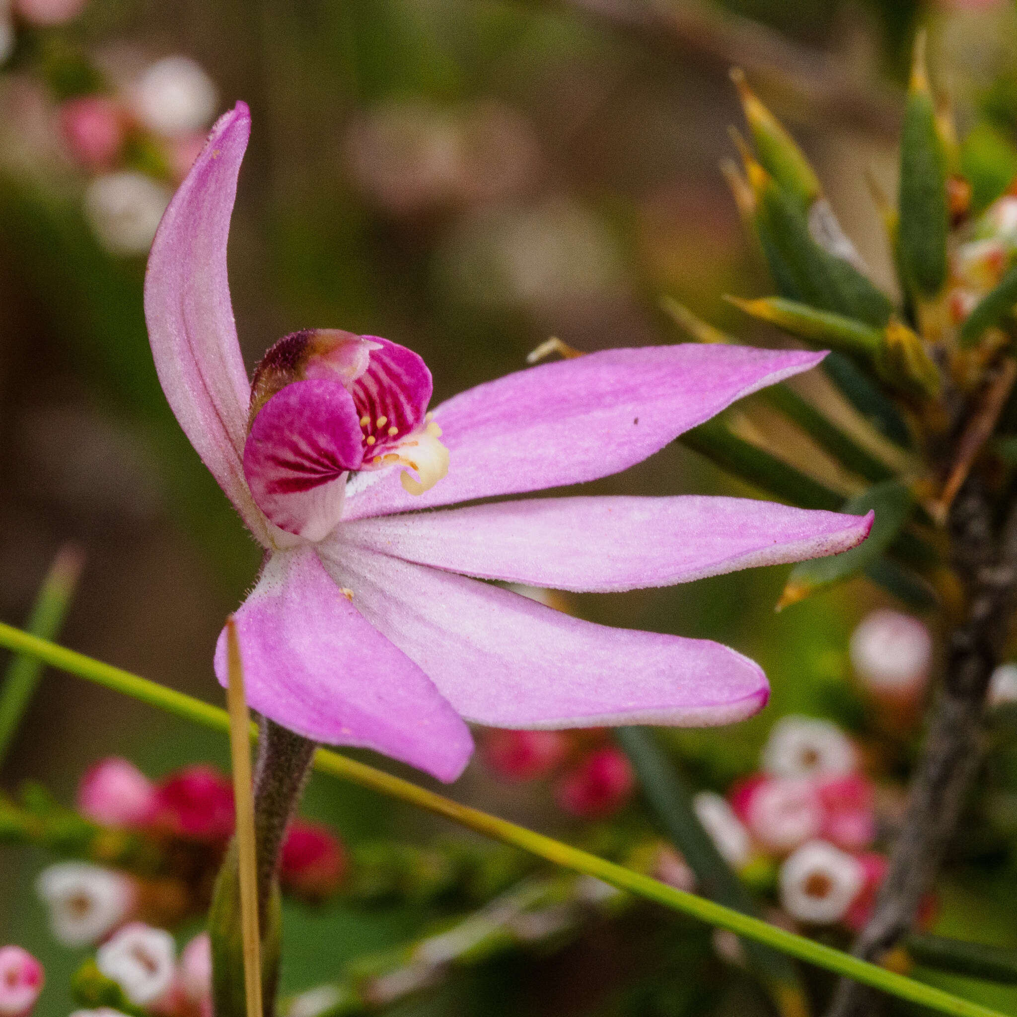 Image of Ornate pink fingers