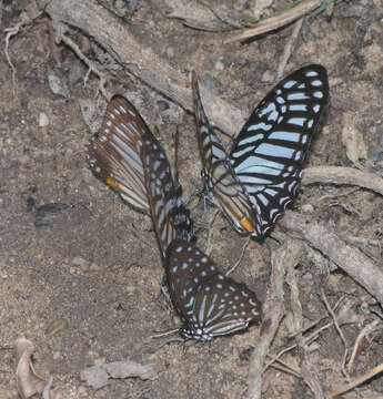 Слика од Graphium megarus (Westwood 1841)