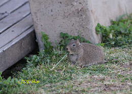 صورة Galea leucoblephara Burmeister 1861