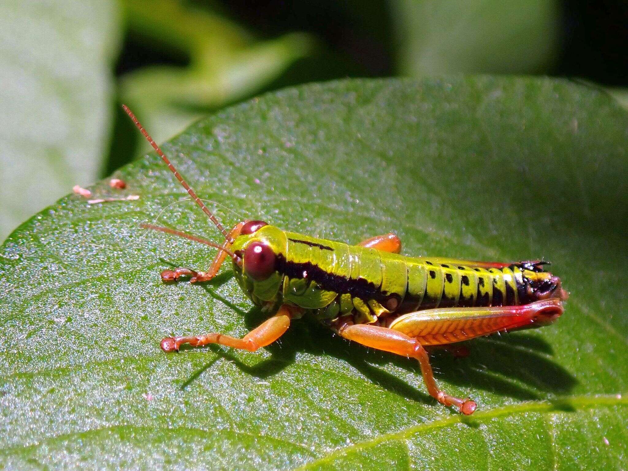 Imagem de Micropodisma salamandra (Fischer 1853)