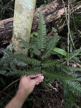 Image of fourleaf maidenhair