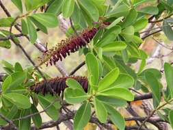 Image of Norantea guianensis var. goyasensis (Cambess.) G. L. Ferreira