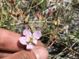 Image of California cranesbill