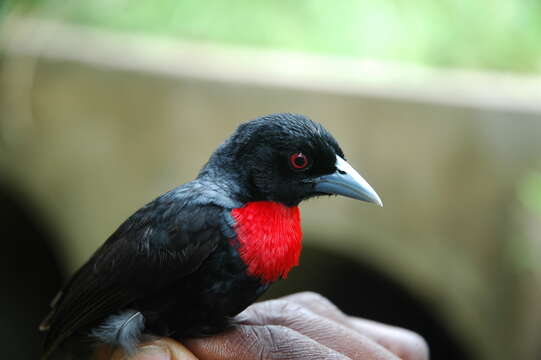 Image of Blue-billed Malimbe