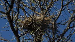 Image of Black-headed Canary