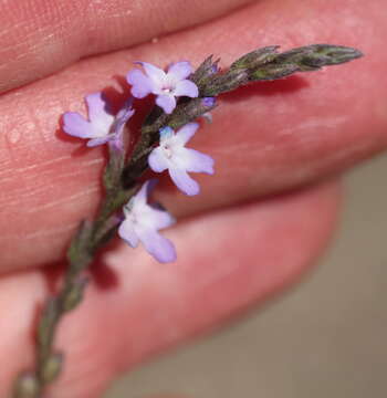 Image of mint vervain