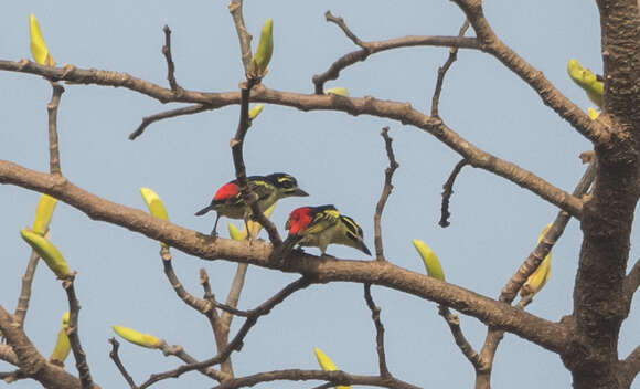 Image of Red-rumped Tinkerbird