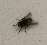 Image of house fly