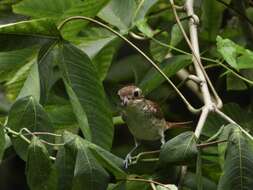 Image of Tiger Shrike