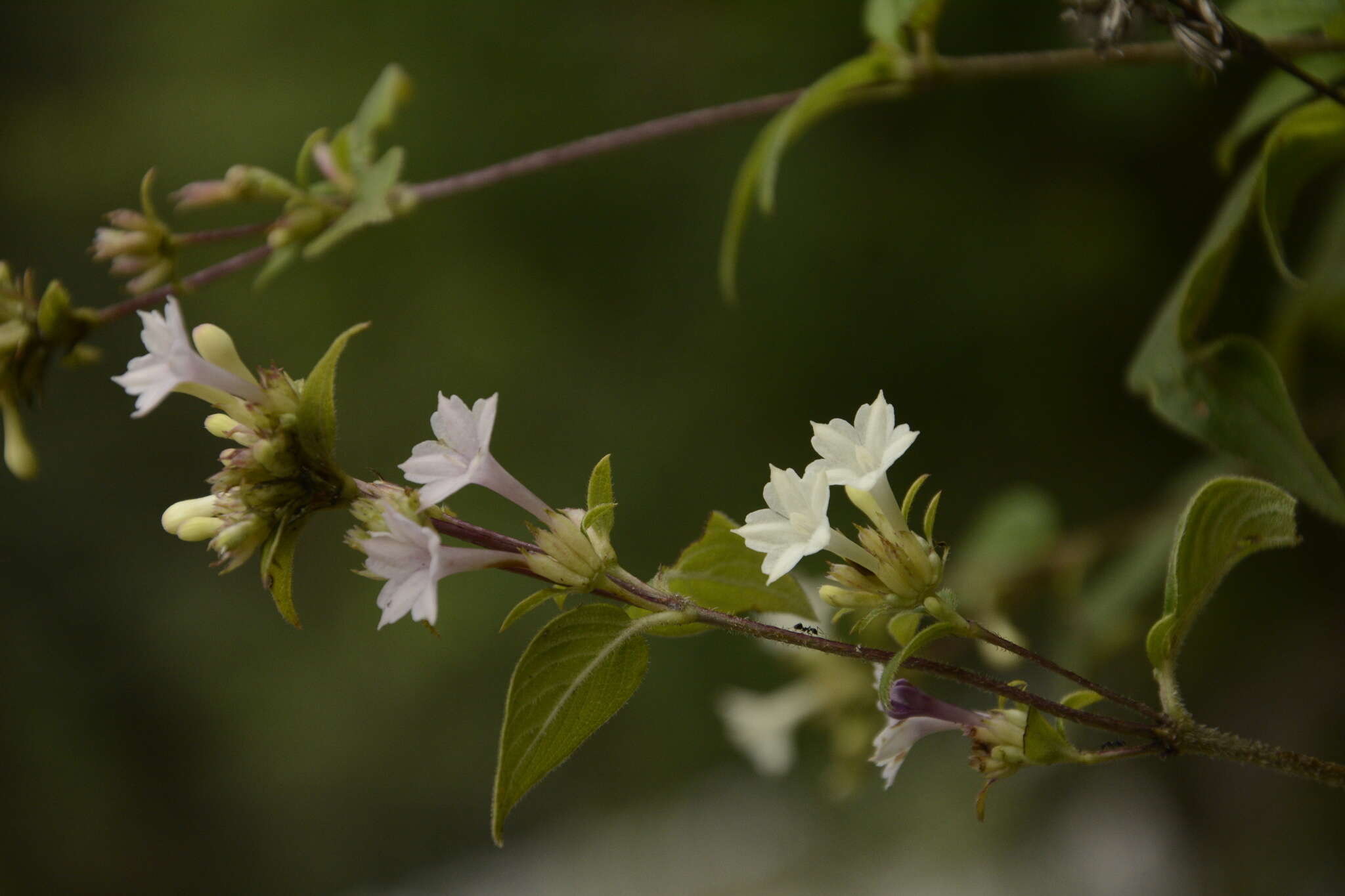 Leptodermis lanceolata Wall. resmi