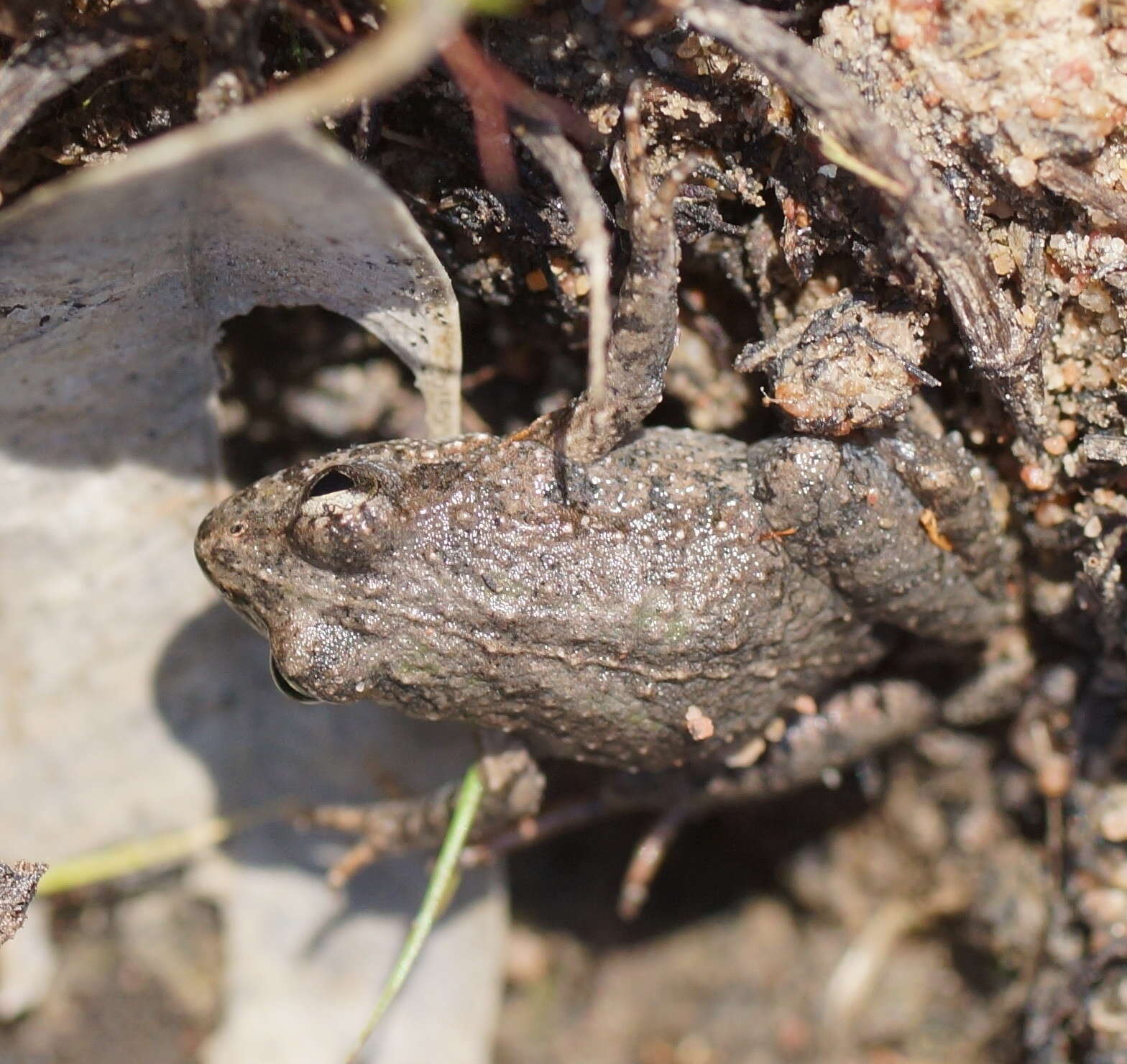 Image of Beeping Froglet