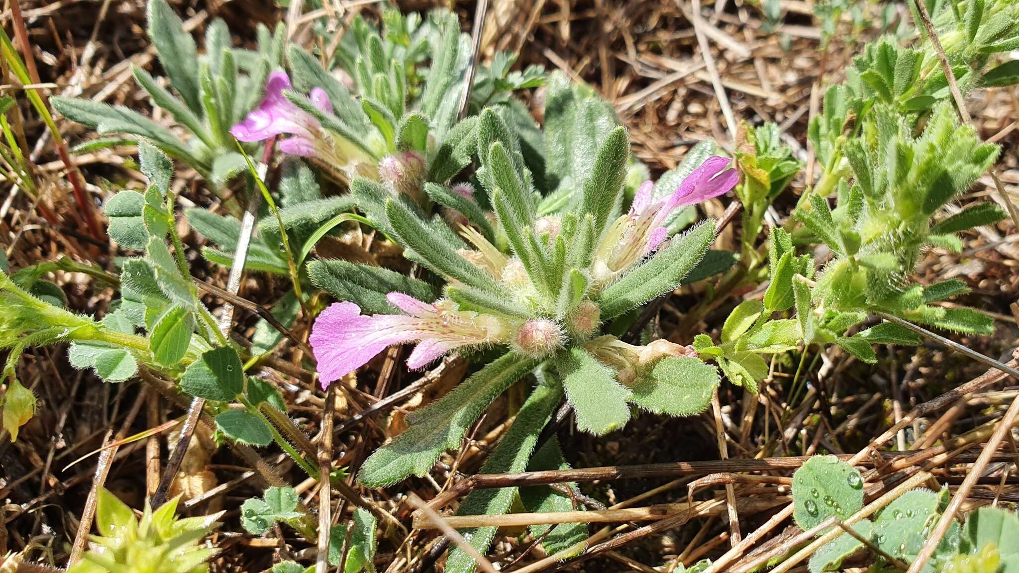 Image of Ajuga iva var. iva