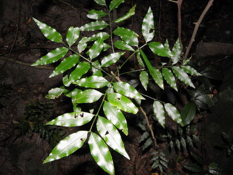 Image of <i>Atalaya natalensis</i> R. A. Dyer