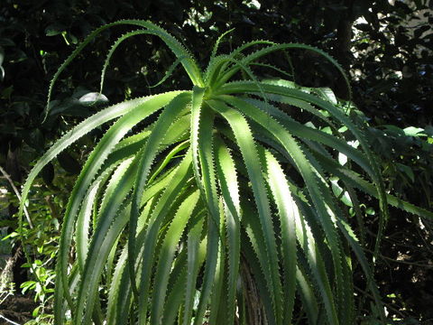 539.safh abbott9217 aloe pluridens 1273514138 jpg.580x360