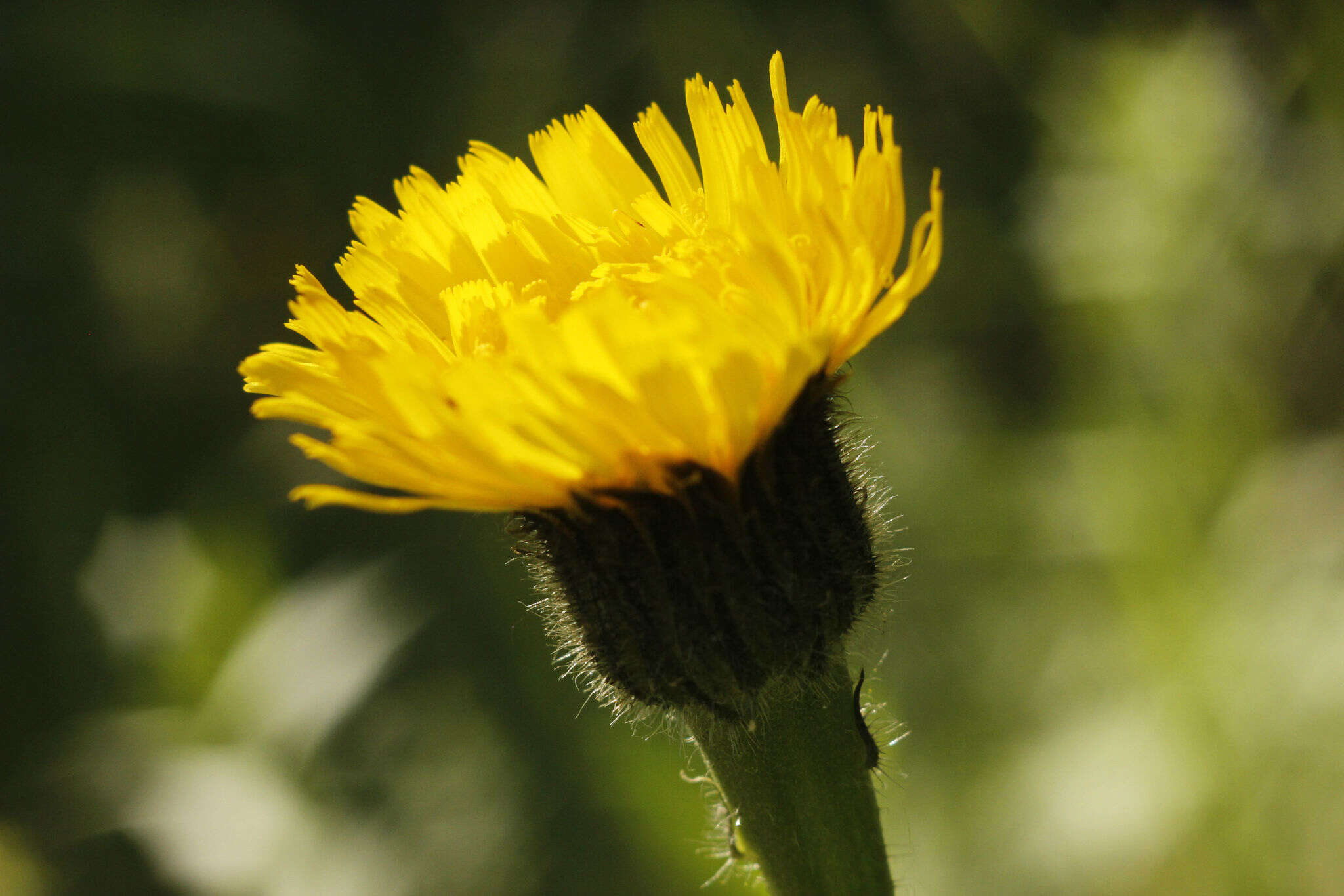 Imagem de Hypochaeris maculata L.