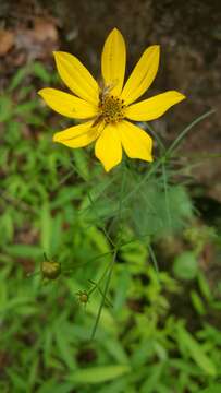 Image of whorled tickseed