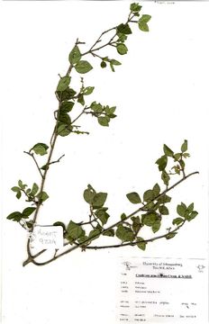 Image of Rock Alder