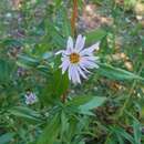 Image of alpine leafybract aster