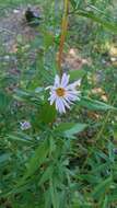 Symphyotrichum foliaceum var. apricum (A. Gray) G. L. Nesom resmi